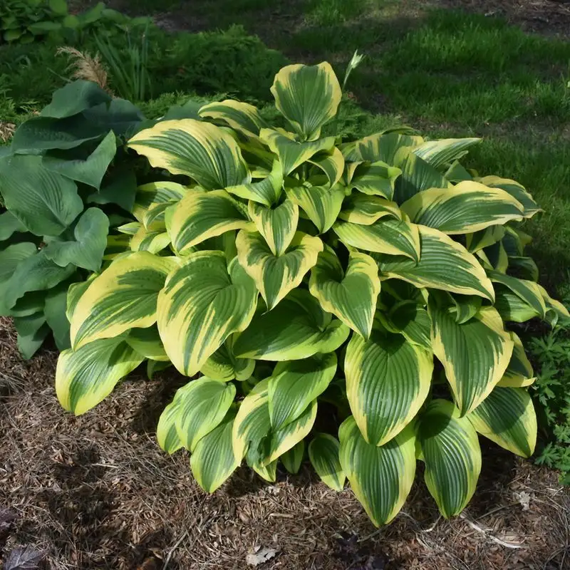 Hosta