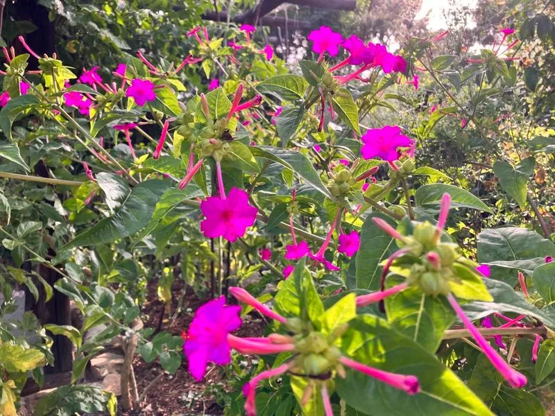 Marvel of Peru