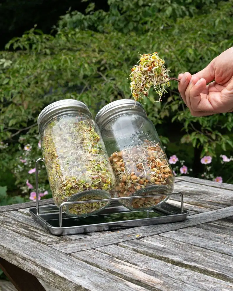Mason Jar Sprouts