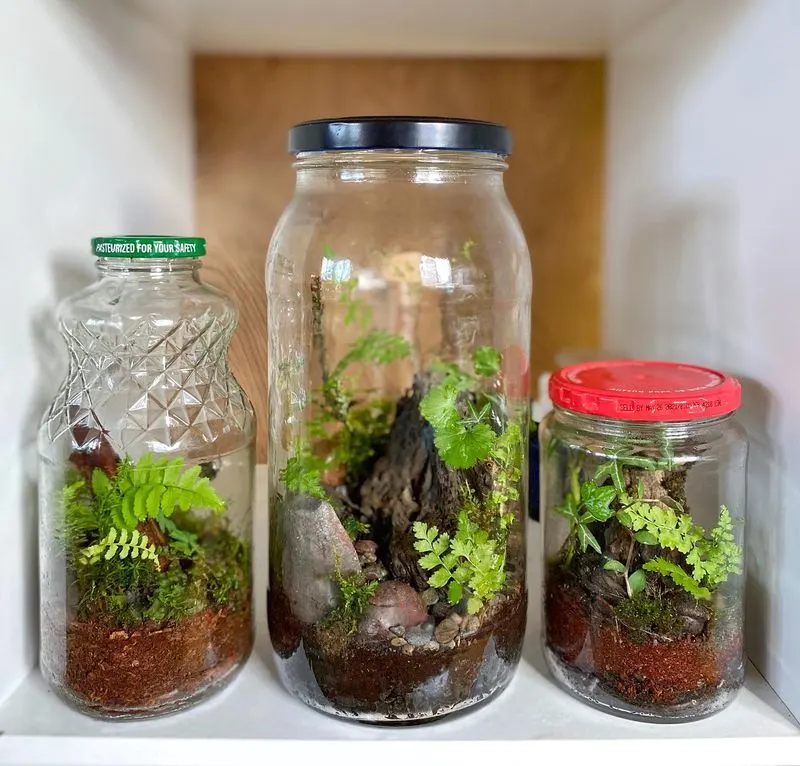 Mason Jar Terrarium
