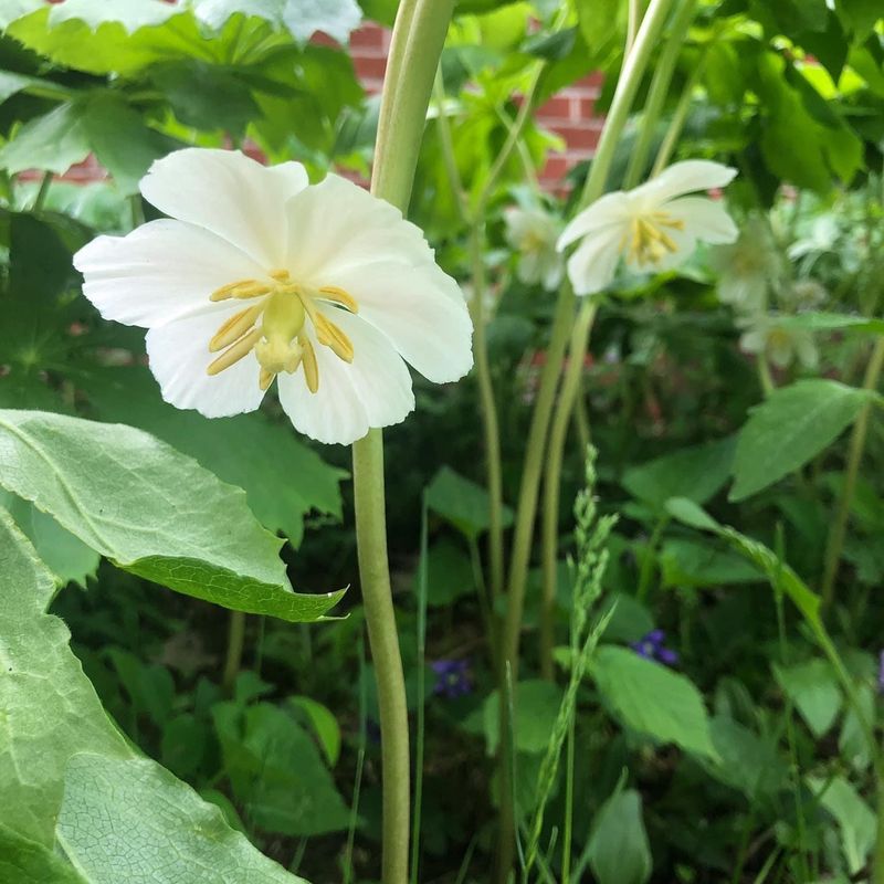 Mayapple