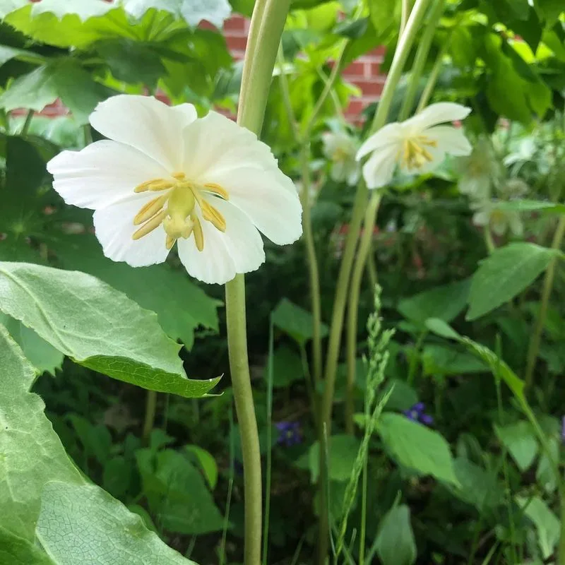 Mayapple