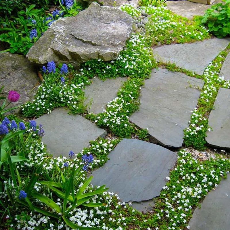 Mazus