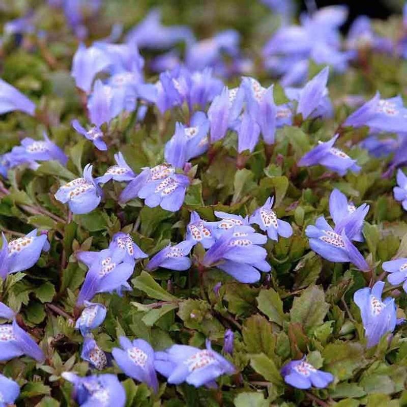 Mazus Reptans