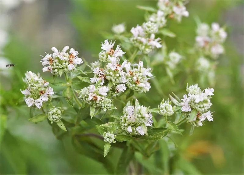 Mountain Mint