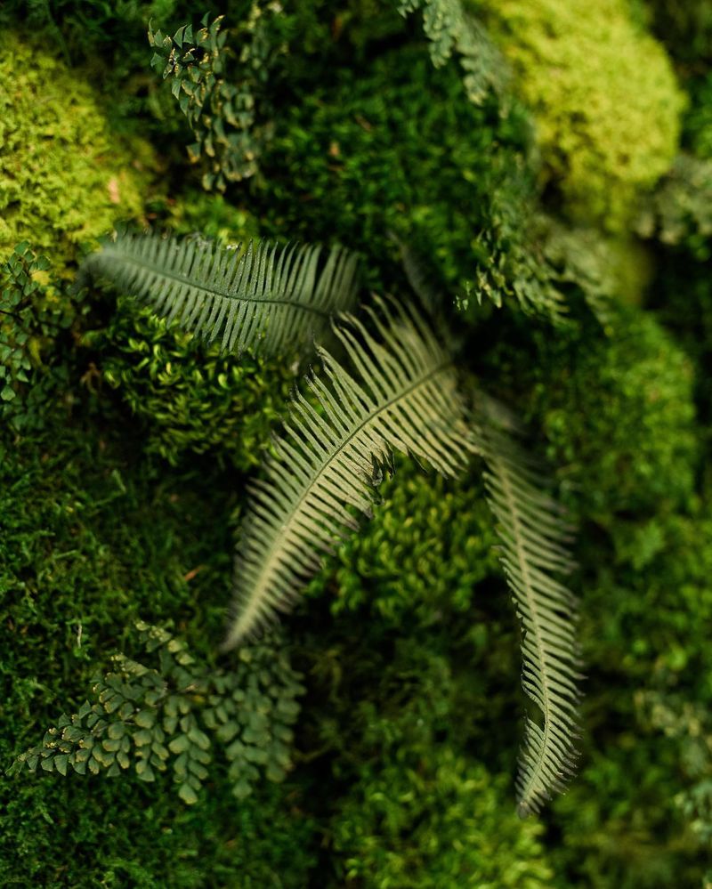 Meditative Moss