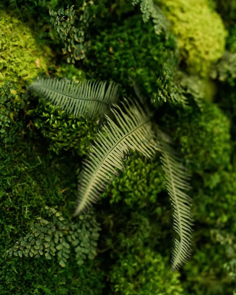 Meditative Moss