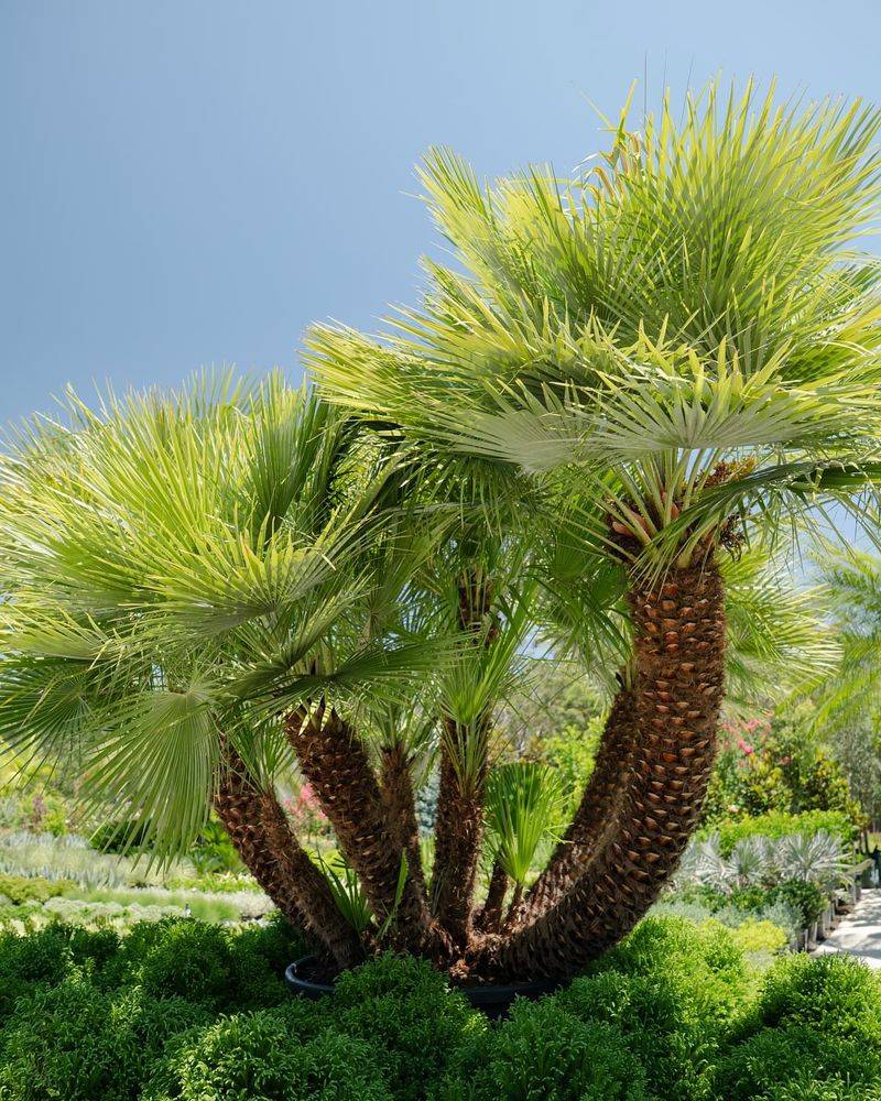 Mediterranean Fan Palm