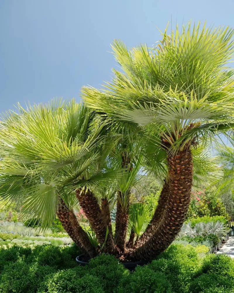 Mediterranean Fan Palm