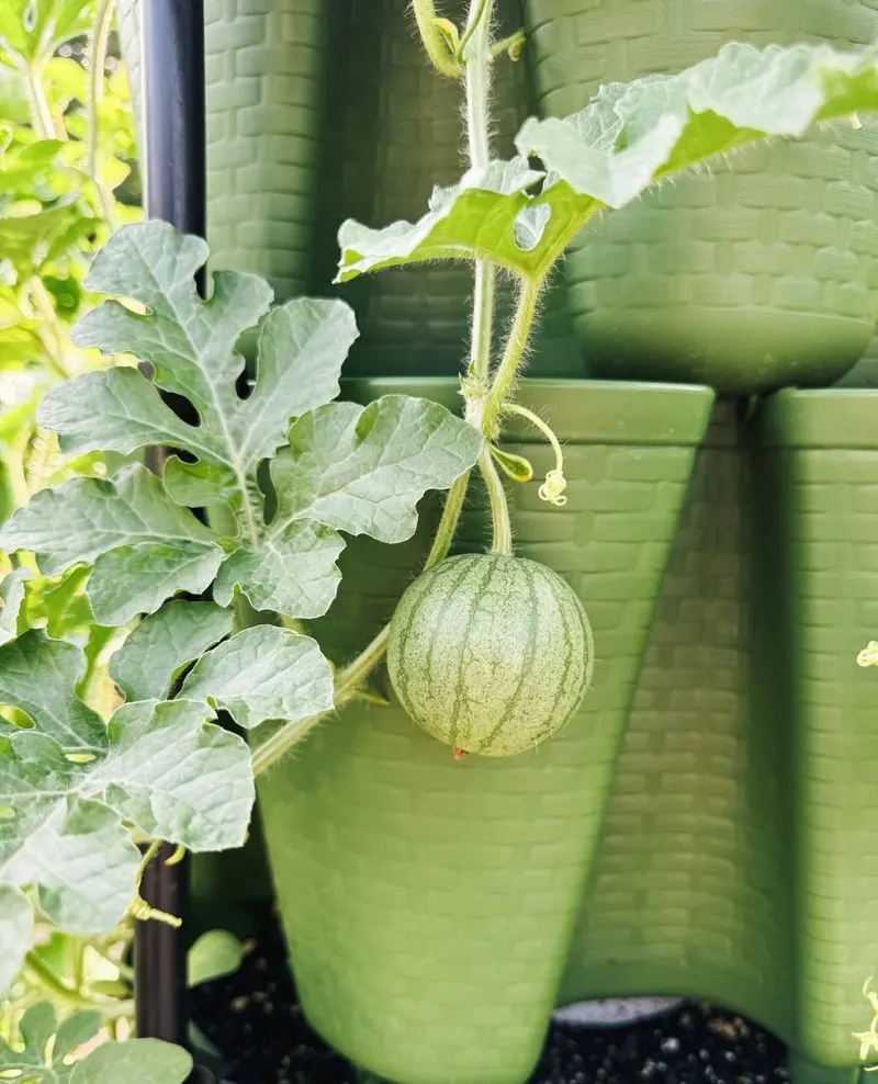 Melons