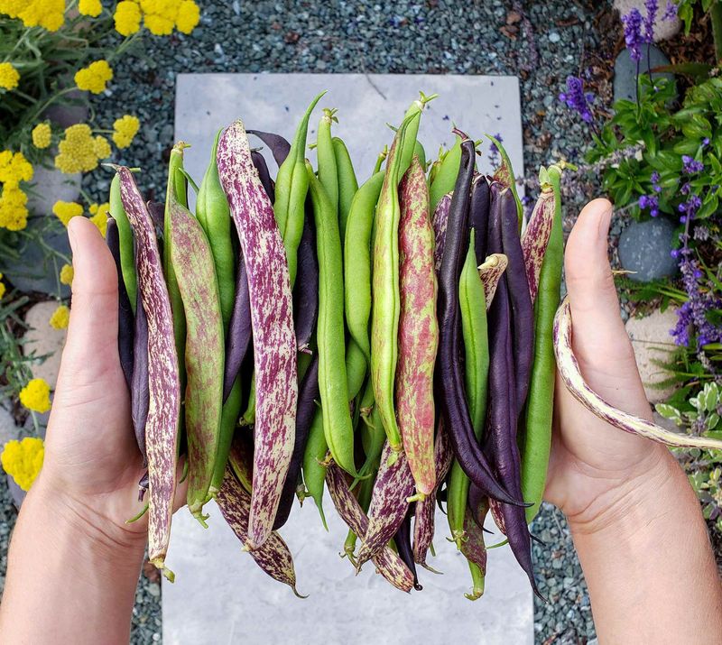 Beans