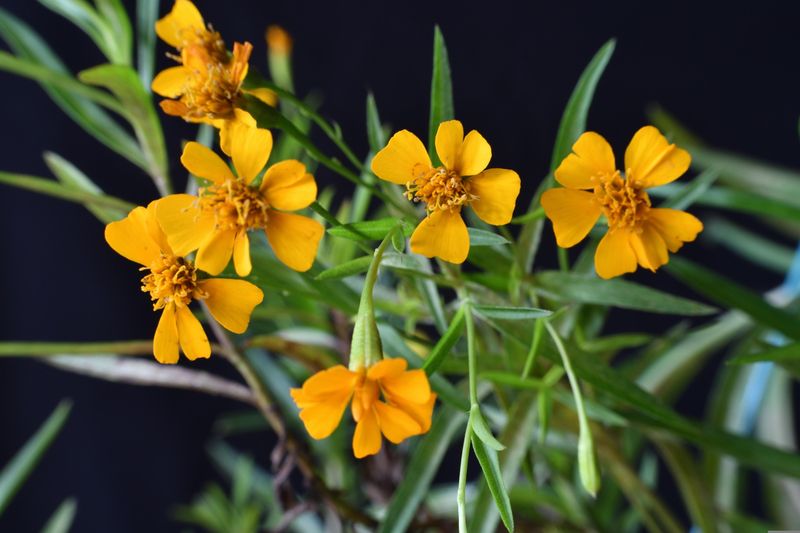 Mexican Tarragon