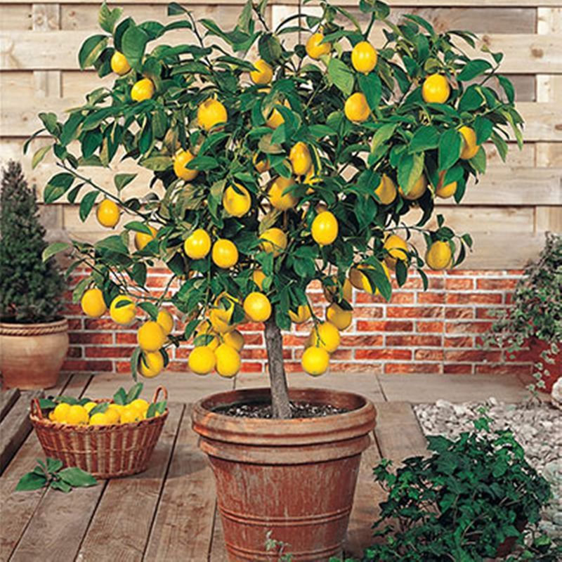 Meyer Lemon Tree
