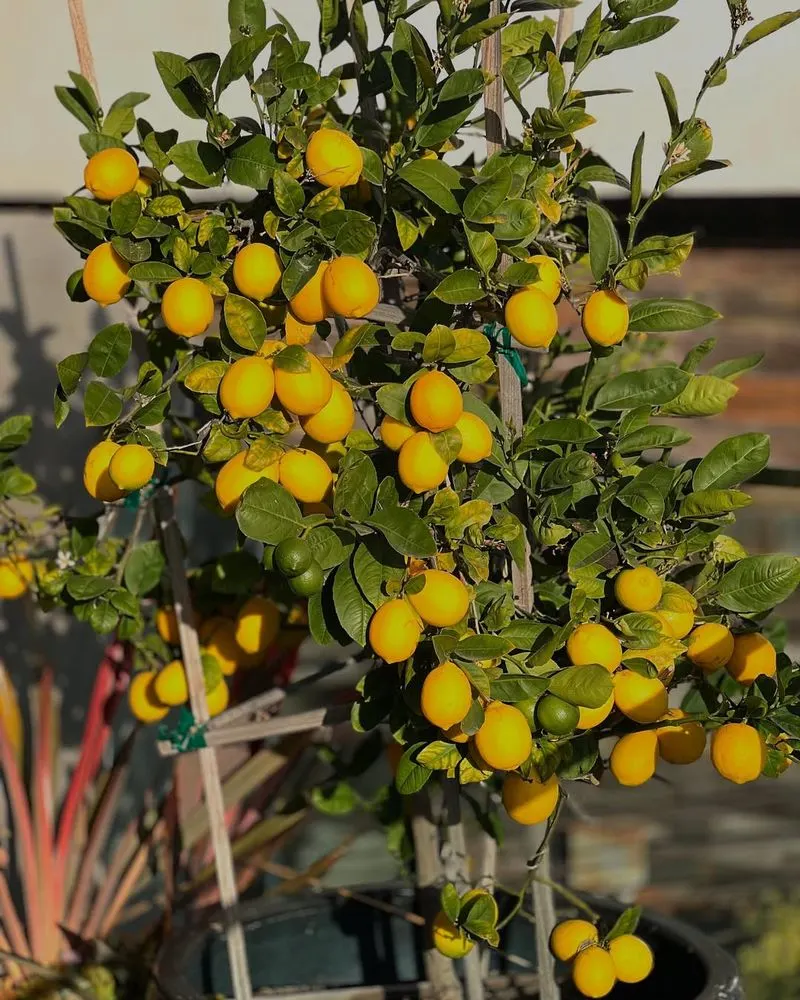 Meyer Lemon