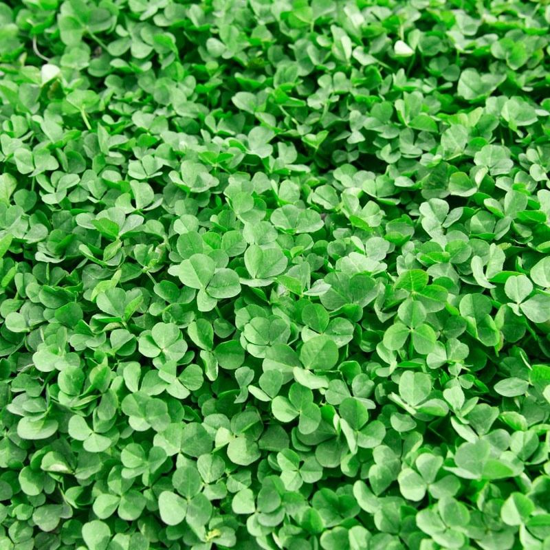 Micro Clover
