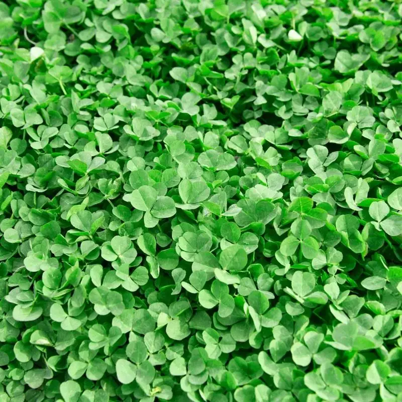 Micro Clover