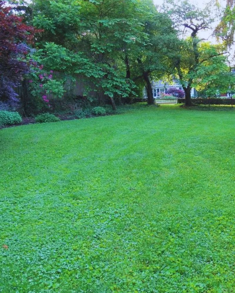 Microclover Lawns