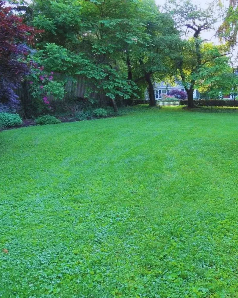 Microclover Lawns
