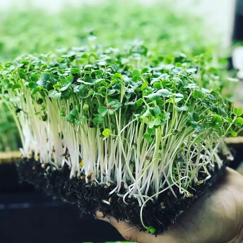 Microgreens