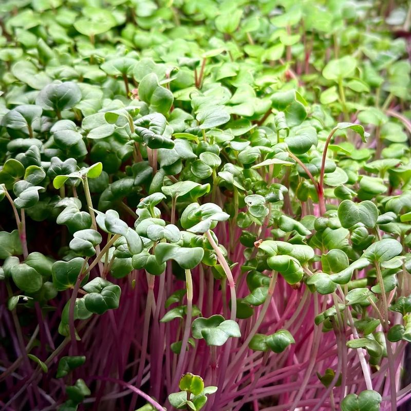 Microgreens