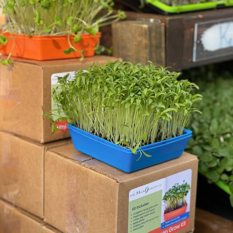 Microgreens Kit