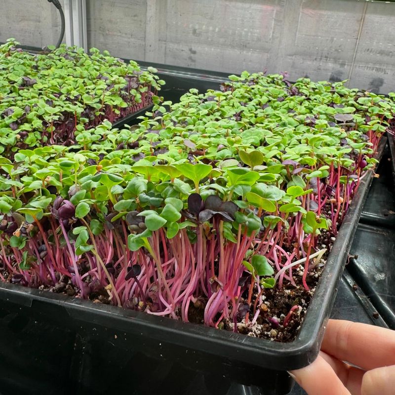 Microgreens in Trays