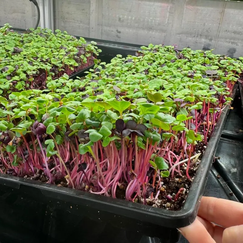Microgreens in Trays