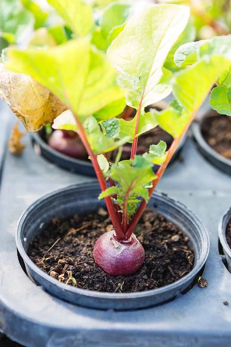 Beet Greens