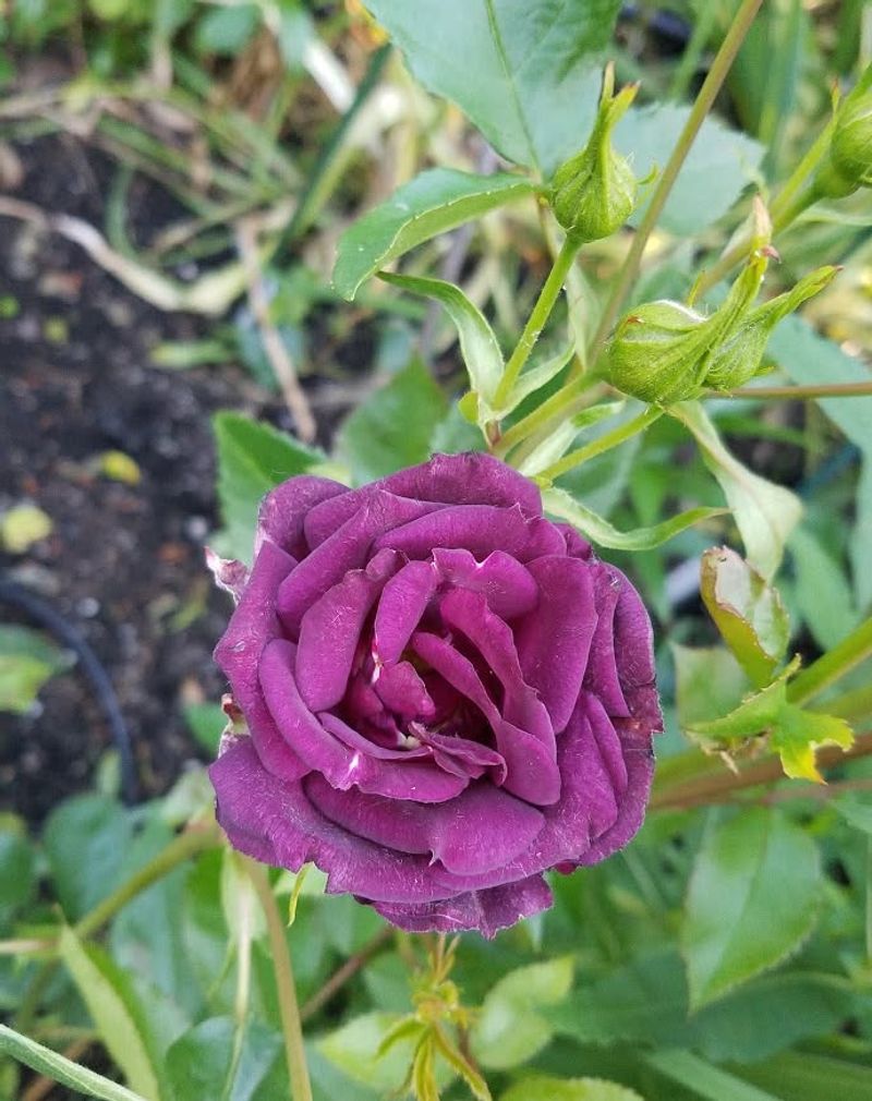 Midnight Blue Rose