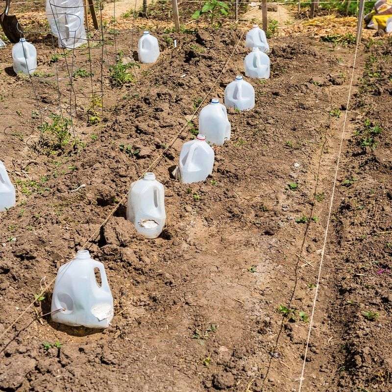 Milk Jug Greenhouse