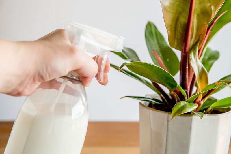 Milk Spray for Powdery Mildew