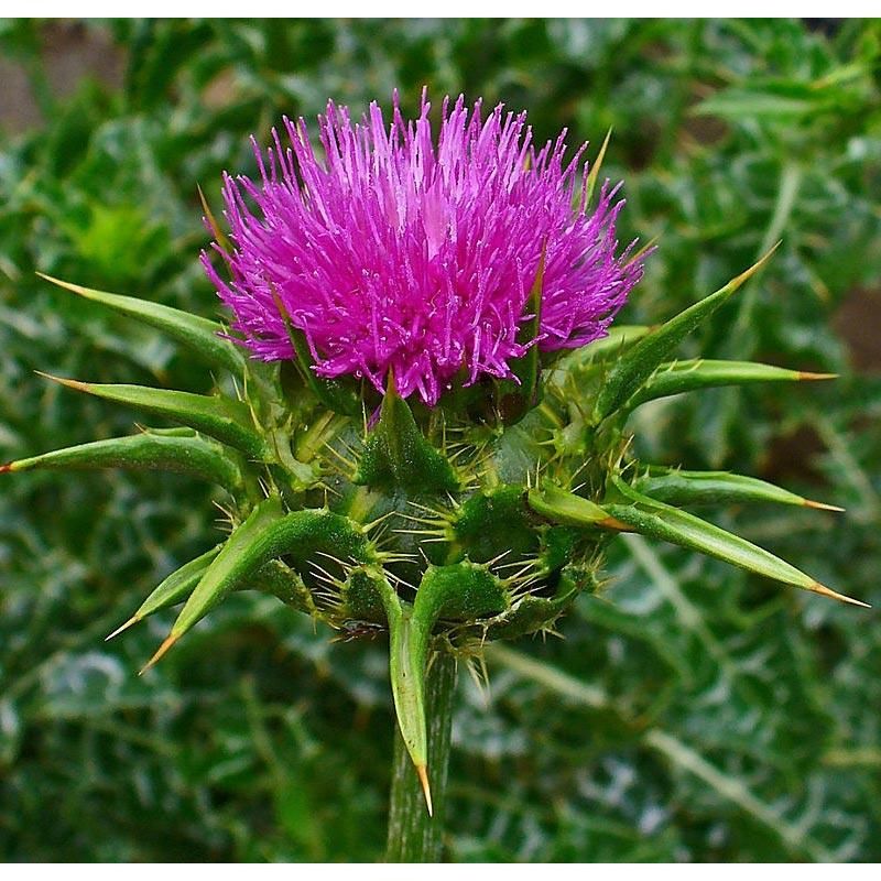 Milk Thistle