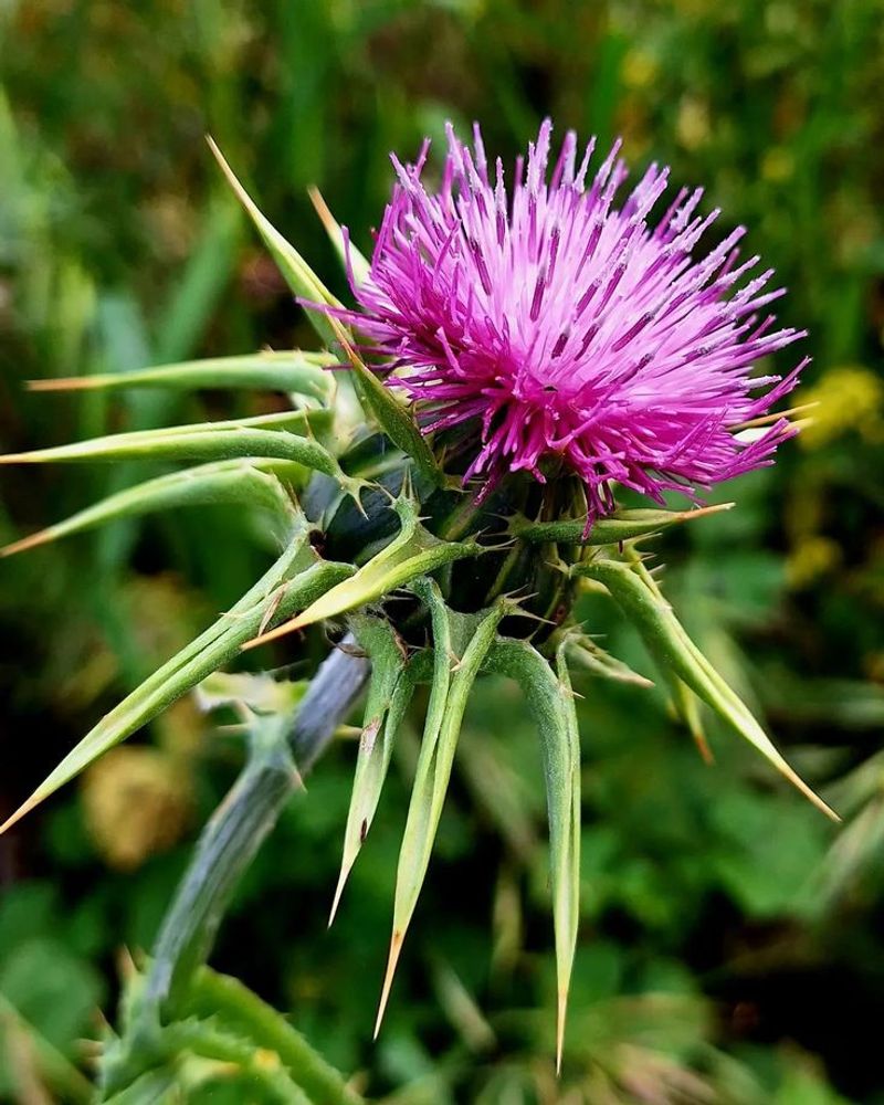 Milk Thistle