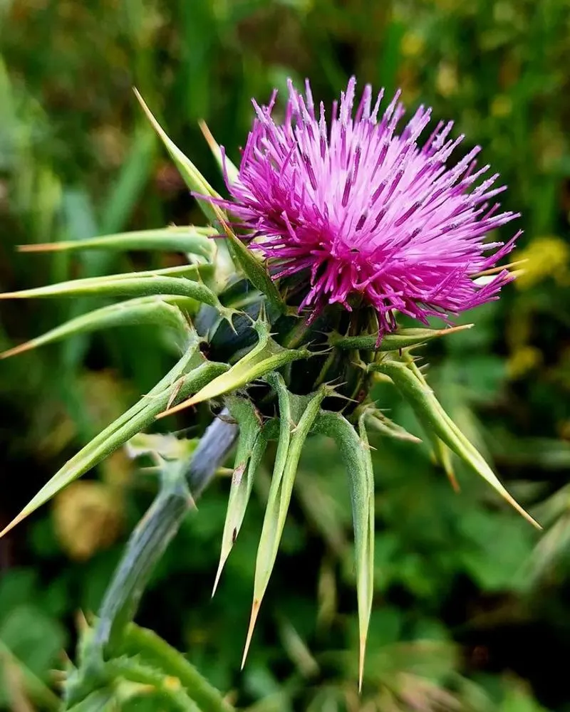 Milk Thistle