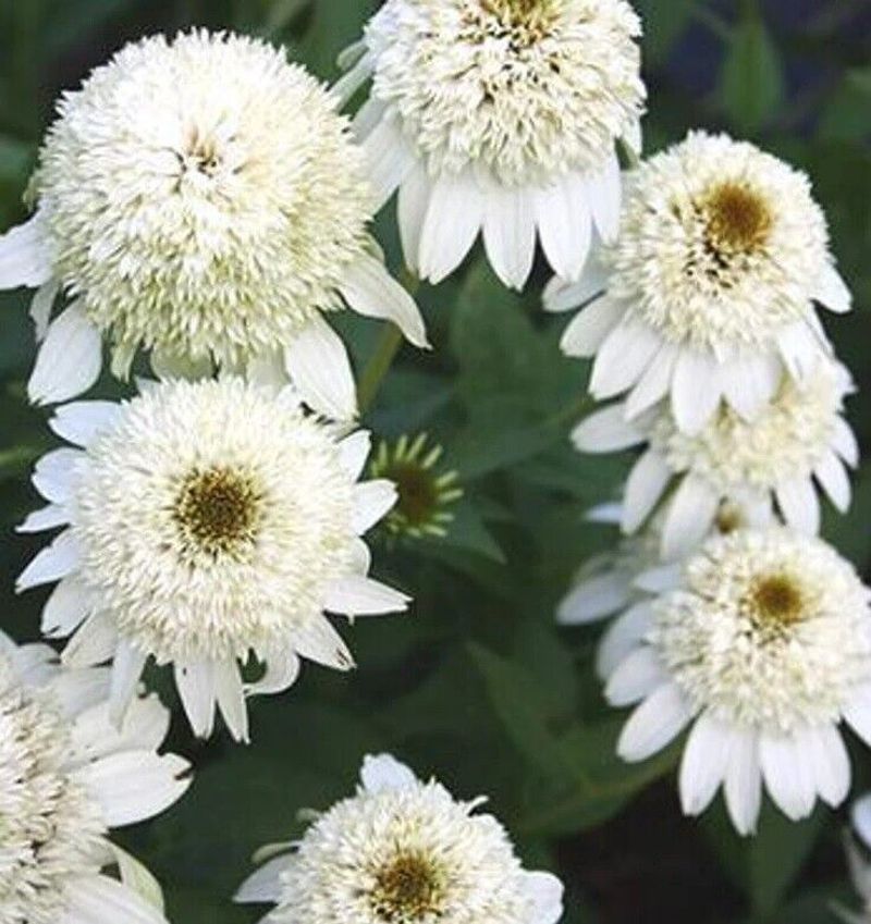 Milkshake Coneflower