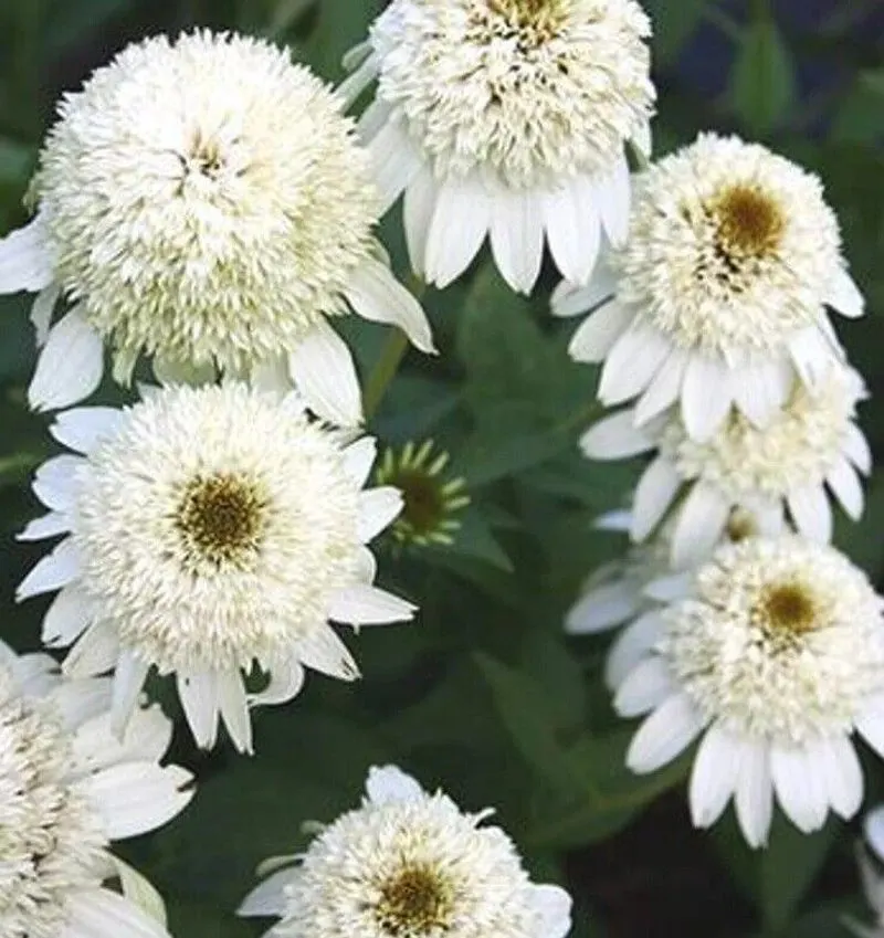 Milkshake Coneflower
