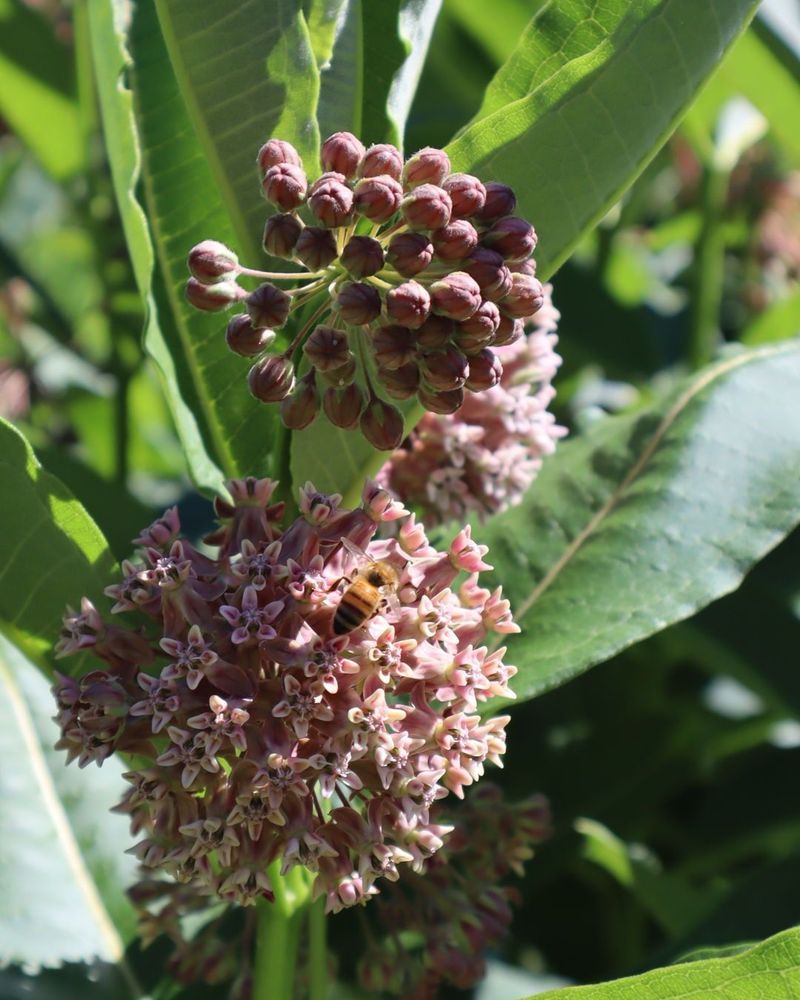Milkweed