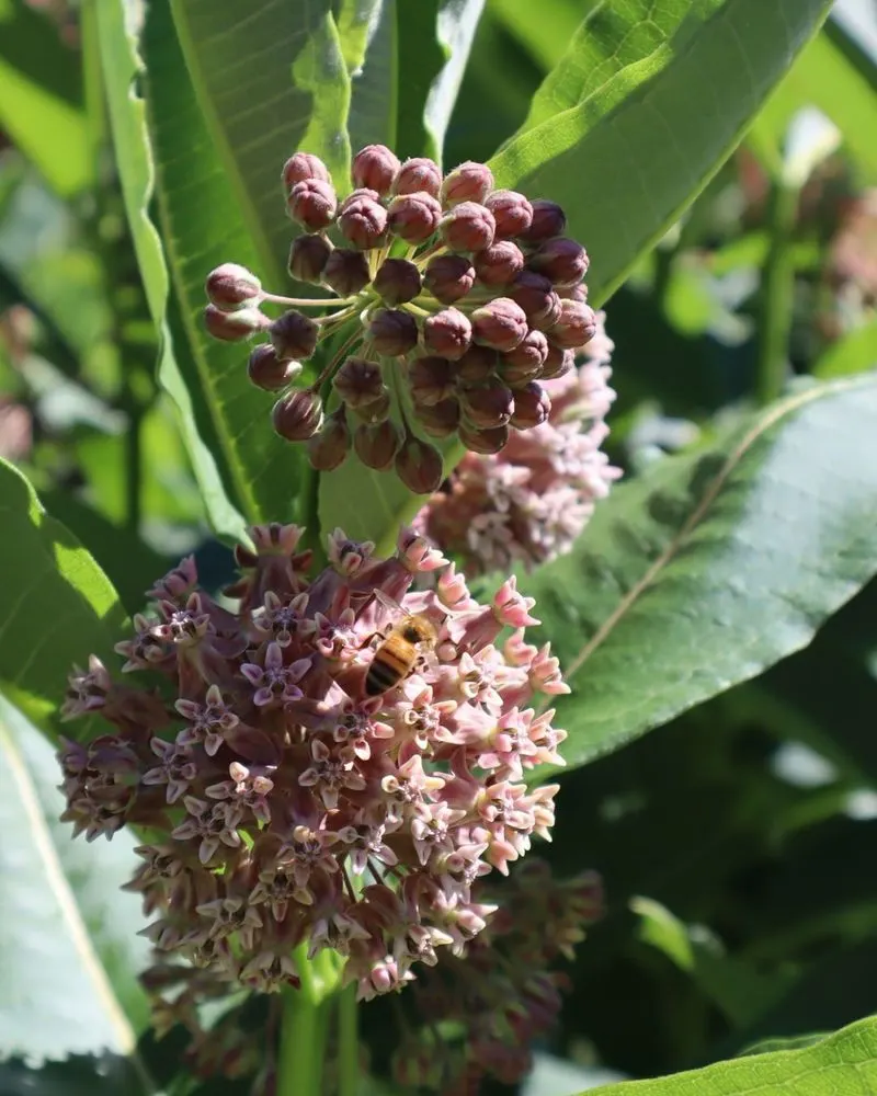 Milkweed