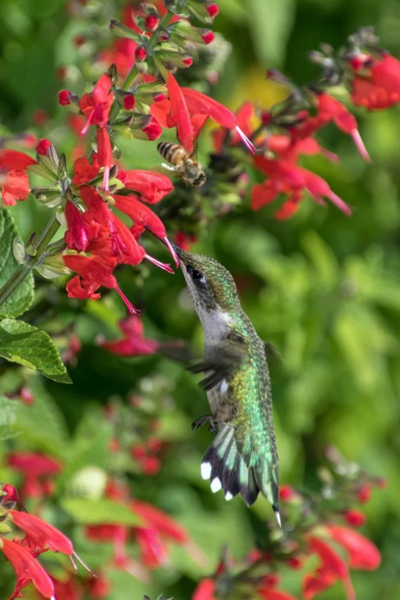 Salvia