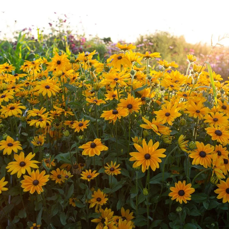 Black-Eyed Susan