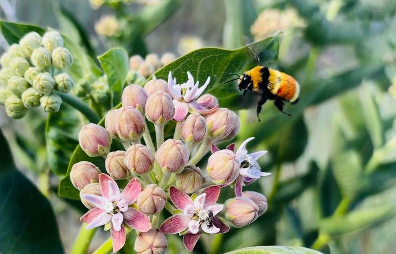 Milkweed