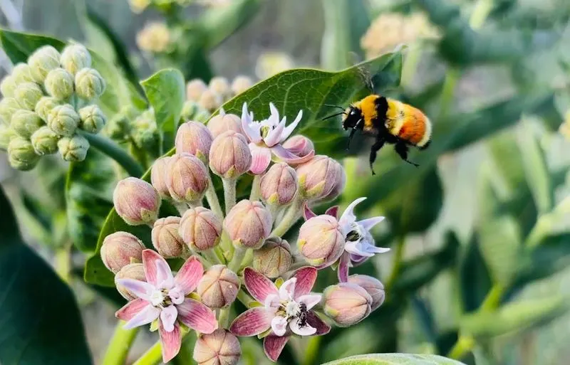 Milkweed