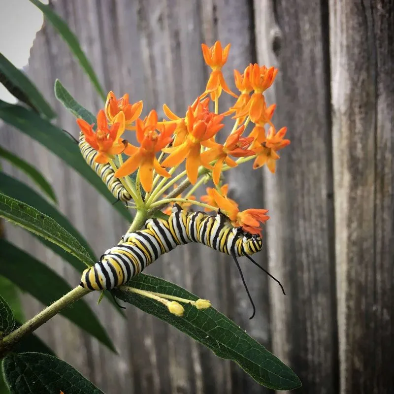 Milkweed