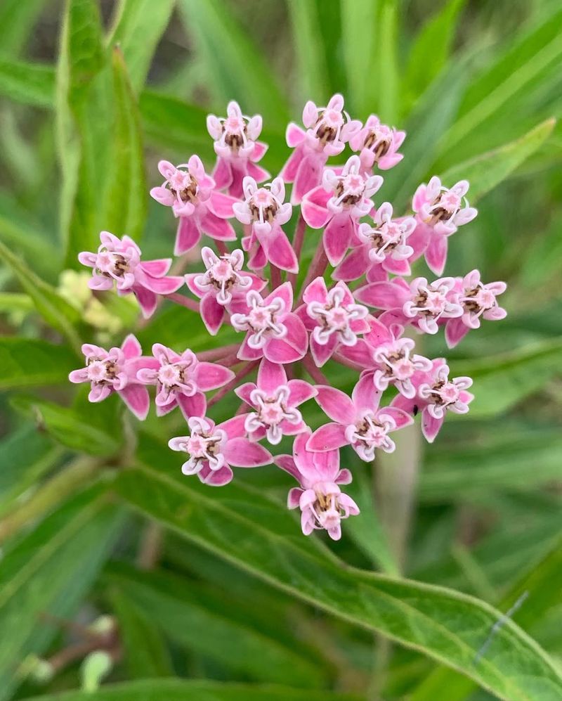 Milkweed (Asclepias)