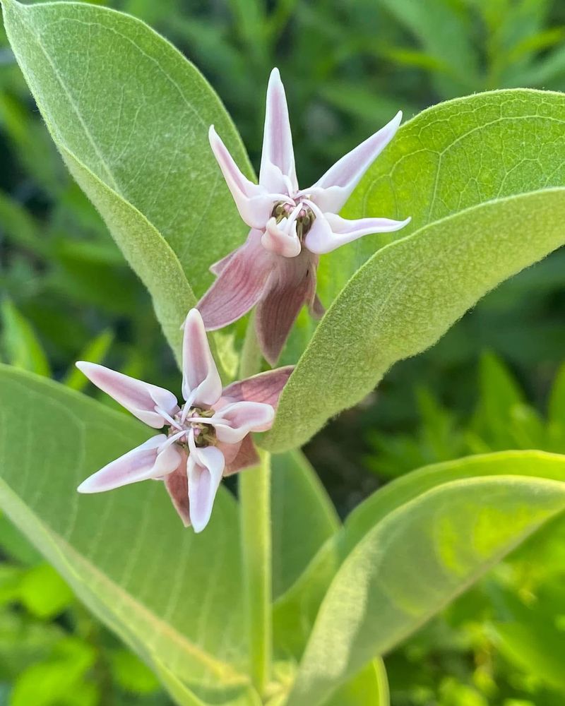 Milkweed