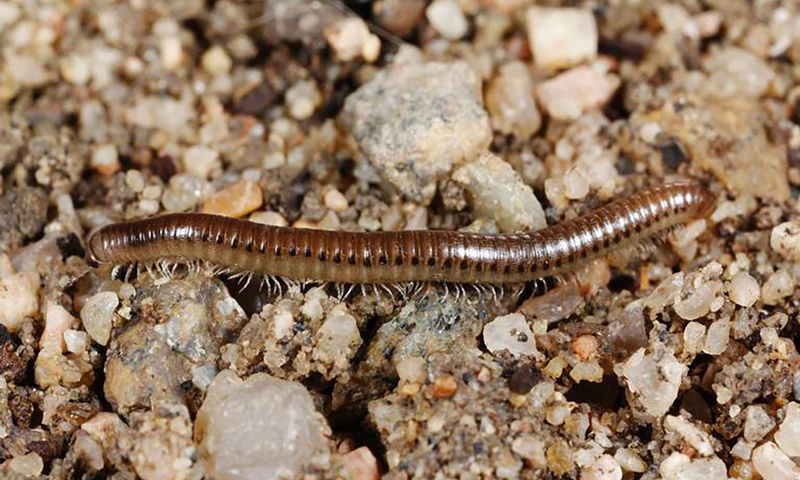 Millipedes