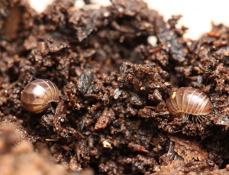 Millipedes