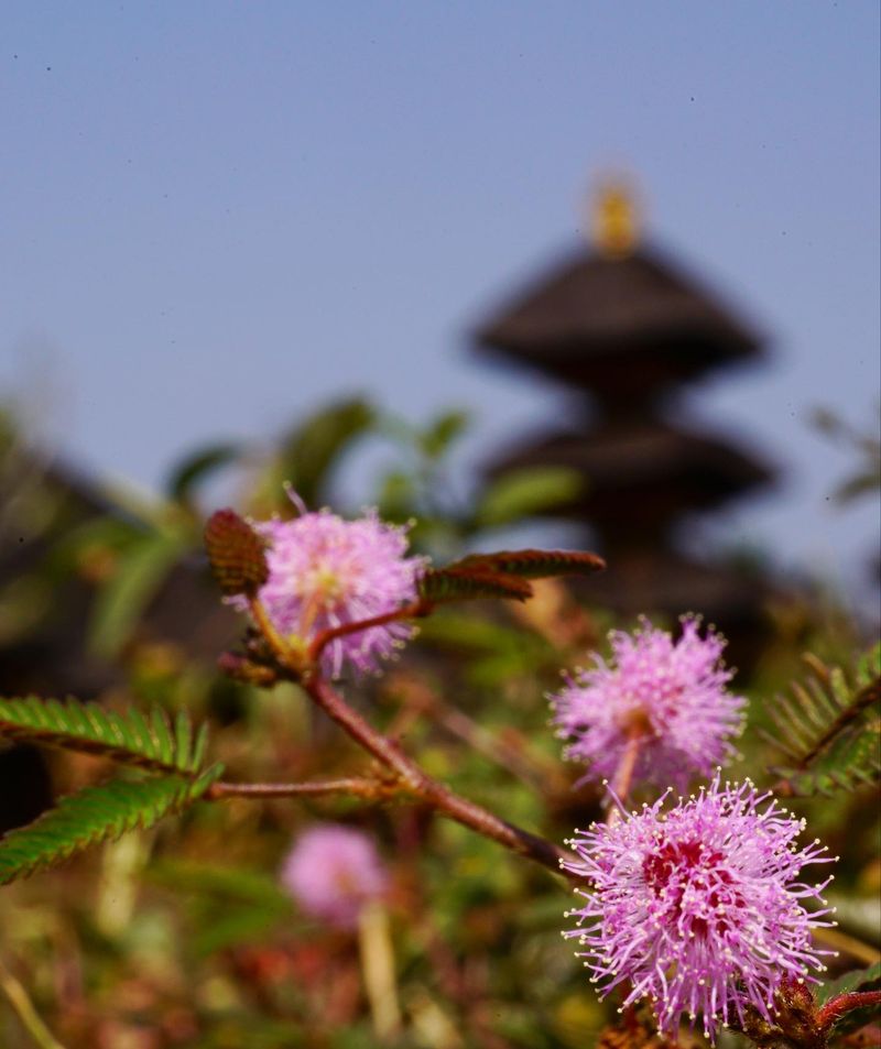 Mimosa Pudica