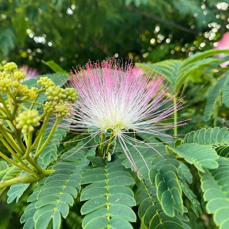 Mimosa Tree