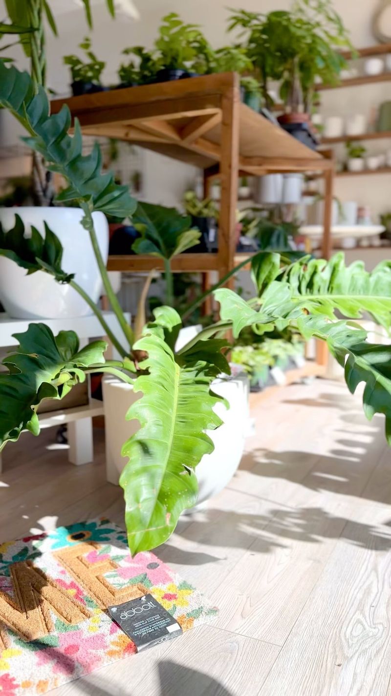 Mindful Plant Meditation